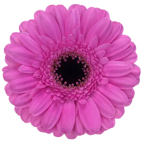 Dolcetto