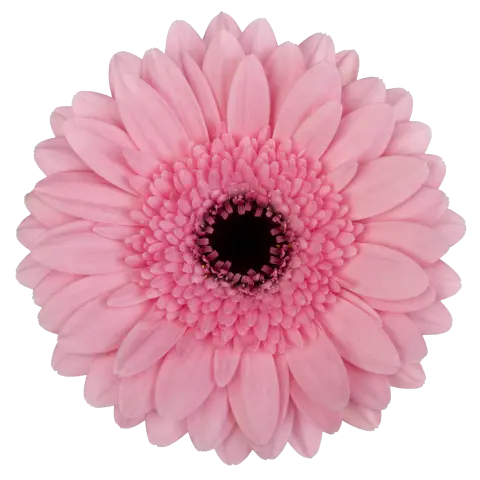 Maeve