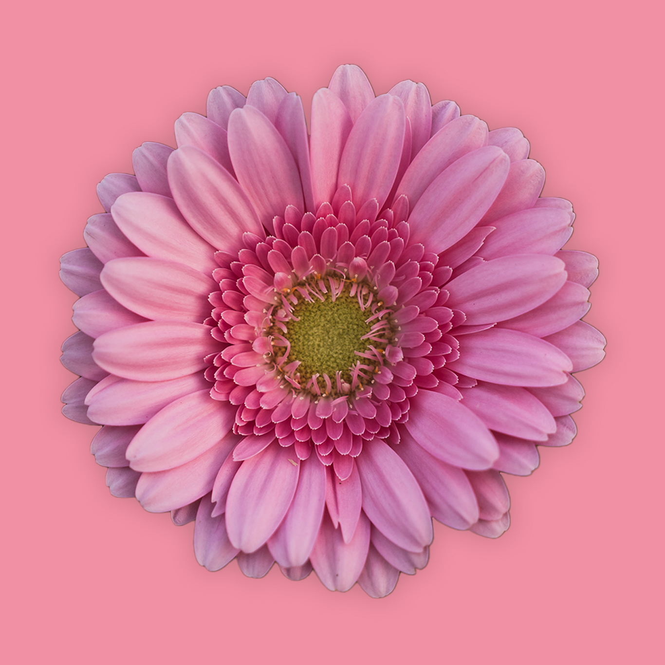Schuif bloem