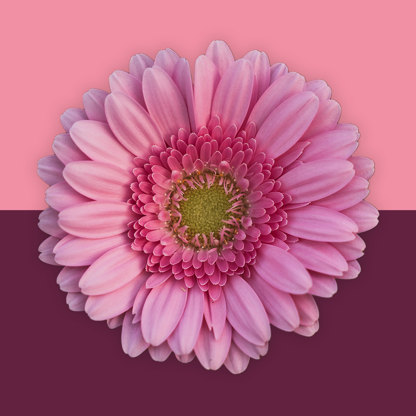 Schuif bloem2