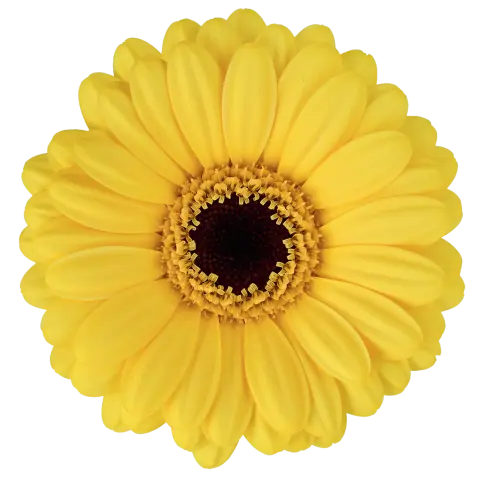 Sunshine