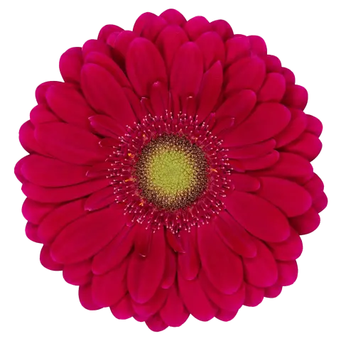 Vivian